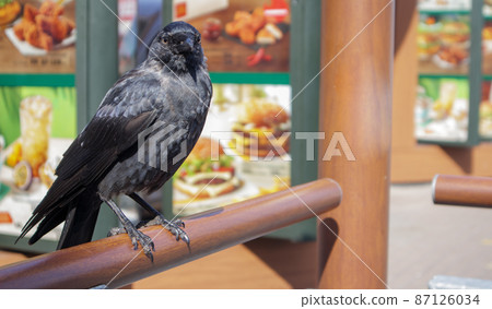 Close-up view of a black bird, a crow standing on a wooden railing. Raven is seated on the fence. Close-up view of a black bird, a crow standing on a wooden railing. Raven is seated on the fence. 87126034