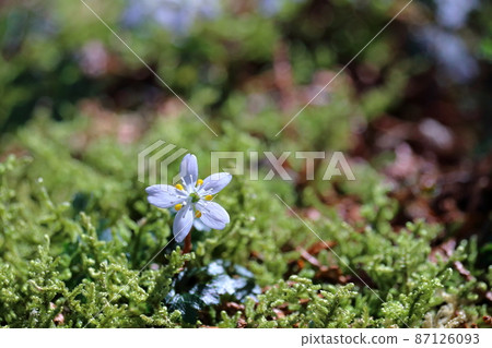 Coptis quinque white and lovely flower early spring (Sakawa Town, Kochi Prefecture) 87126093