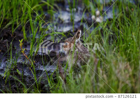 little hare (Lepus timidus) little hare (Lepus timidus) 87126121