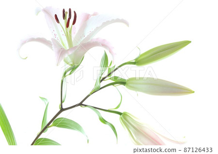 Light pink lily large flower oriental hybrid system bright background Light pink lily large flower oriental hybrid system bright background 87126433