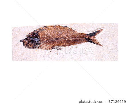 Fish Fossil 87126659