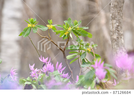 Daphne jezoensis 和 erythronium Daphne jezoensis 和 erythronium 87126684