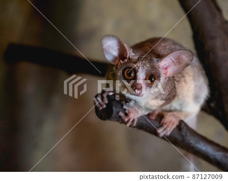 Senegal bushbaby or Galago senegalensis. Small primate also known as Senegal galago, lesser galago or lesser bush baby. 87127009