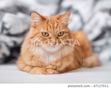 Curious ginger cat is lying in bed. Fluffy pet is relaxing on white linen. Funny domestic animal. Curious ginger cat is lying in bed. Fluffy pet is relaxing on white linen. Funny domestic animal. 87127012