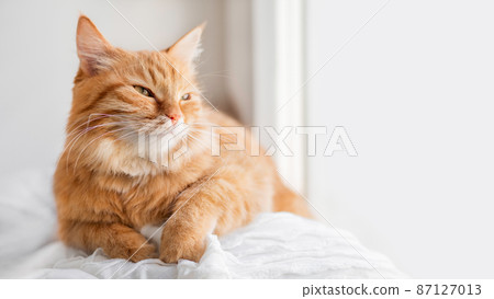 Calm ginger cat has a rest on window sill. Fluffy pet has a nap in comfort. Horizontal banner with copy space. 87127013