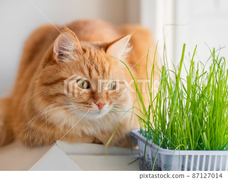 Curious ginger cat sniffs grass planted for it. Fluffy pet stares curiously on green seedlings. Reuse of plastic boxes for food. Zero waste. 87127014