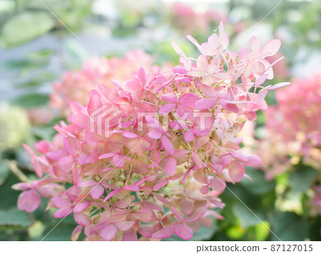 Natural background with pink hydrangea. Bush with flowers in bloom. Summer sunlight. Natural background with pink hydrangea. Bush with flowers in bloom. Summer sunlight. 87127015