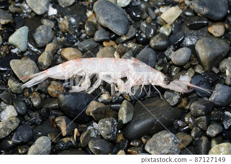 Drifting mysids 87127149