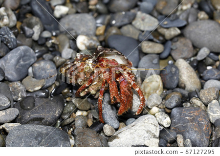 Launched Monodonta confusa hermit crab 87127295