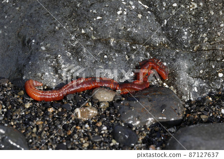 Iwamushi Iwamushi 87127637