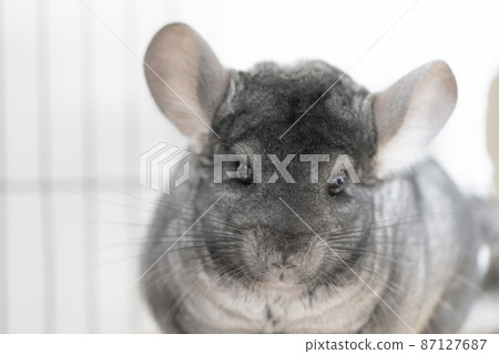 Standard gray chinchilla 87127687