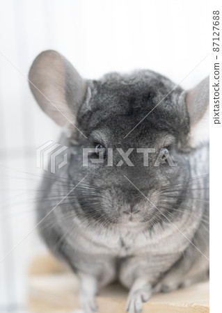 Standard gray chinchilla Standard gray chinchilla 87127688