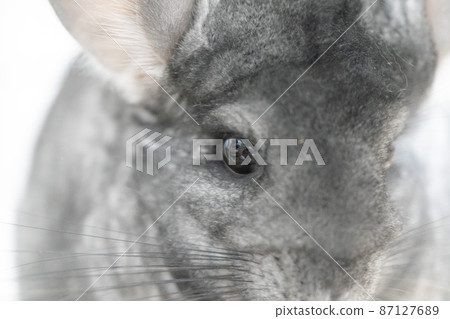 Standard gray chinchilla 87127689