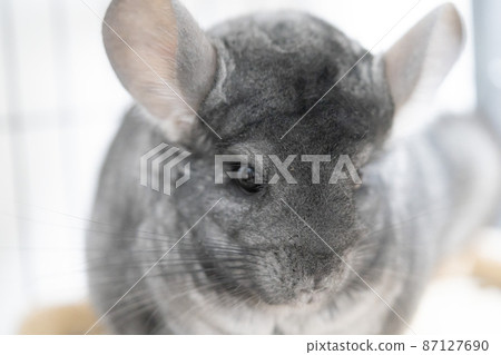 Standard gray chinchilla 87127690