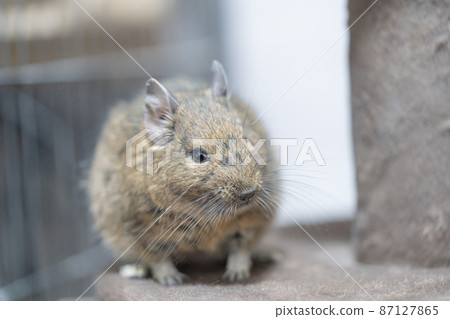 Normal color degu Normal color degu 87127865
