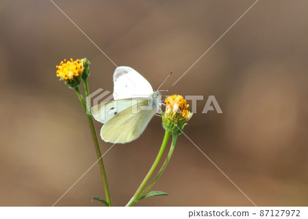 Cabbage white that sucks the nectar of yellow flowers 87127972