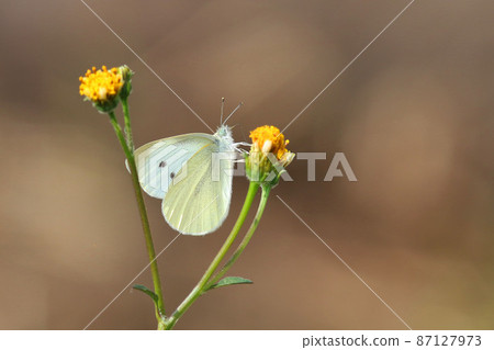 Cabbage white that sucks the nectar of yellow flowers 87127973