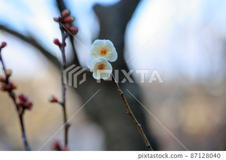 Plum blossom tiger tail Plum blossom tiger tail 87128040