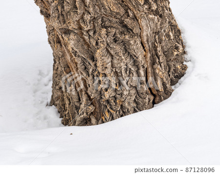 Cork oak tree bark texture with snow. Tree bark texture with snow. Natural background Cork oak tree bark texture with snow. Tree bark texture with snow. Natural background 87128096