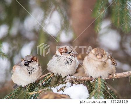 Three Sparrows sits on a fir branch in the autumn or winter Three Sparrows sits on a fir branch in the autumn or winter 87128119