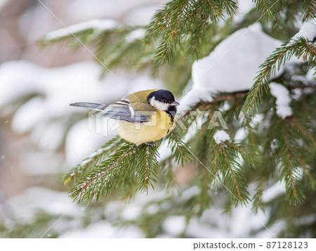 Cute bird Great tit, songbird sitting on the fir branch with snow in winter 87128123