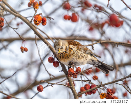 Fieldfare sitting on the bush and feeding on wild red apples in winter or early spring time. 87128127