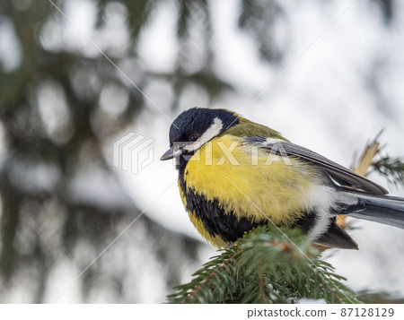 Cute bird Great tit, songbird sitting on the fir branch with snow in winter 87128129