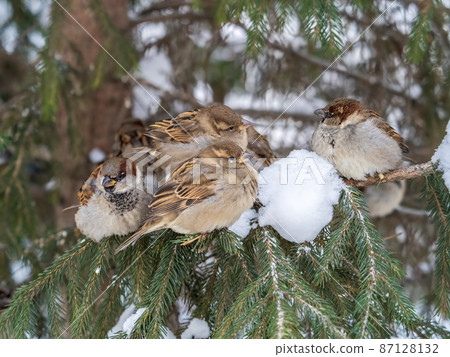 Four Sparrows sits on a fir branch in the autumn or winter 87128132