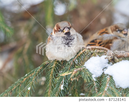 Sparrow sits on a fir branch with snow in winter Sparrow sits on a fir branch with snow in winter 87128141