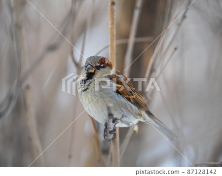 Sparrow sits on a branch without leaves. Sparrow sits on a branch without leaves. 87128142
