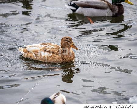 Yellow colored Mallard female Duck swims in the pond. Animal polymorphism Yellow colored Mallard female Duck swims in the pond. Animal polymorphism 87128143