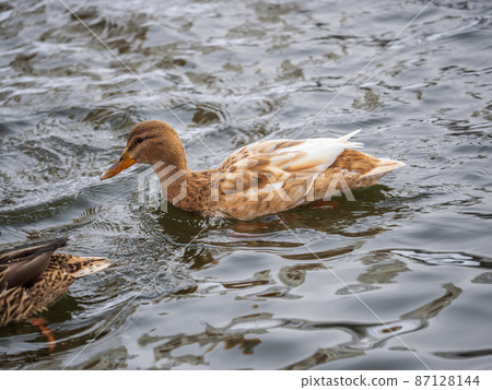 Yellow colored Mallard female Duck swims in the pond. Animal polymorphism Yellow colored Mallard female Duck swims in the pond. Animal polymorphism 87128144