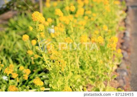 油菜花神崎花名 油菜花神崎花名 87128455