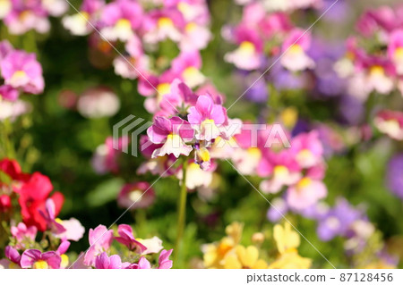 Nemesia flowers Nemesia flowers 87128456
