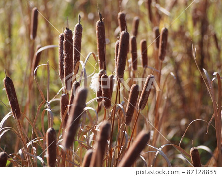 Cattail ears, inflorescences Cattail ears, inflorescences 87128835