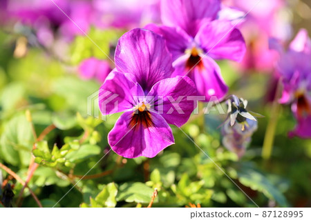 Pansy flowers Pansy flowers 87128995