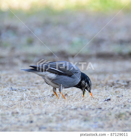 四足鳥？ 87129011