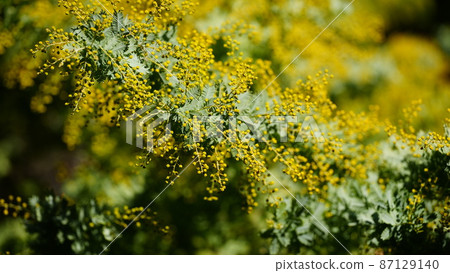 Mimosa 2022 begins to bloom 87129140