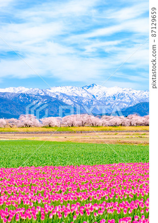 Asahi Funakawa (Spring) Asahi Funakawa (Spring) 87129659