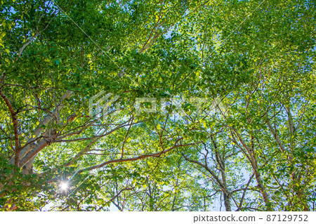 陽光透過三春山展望台附近的白樺樹赤城白樺牧場初夏風景 陽光透過三春山展望台附近的白樺樹赤城白樺牧場初夏風景 87129752