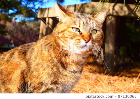A cute Nora good cat I saw on a trip A cute Nora good cat I saw on a trip 87130065