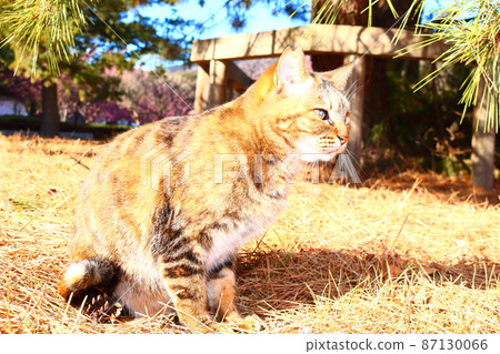 A cute Nora good cat I saw on a trip 87130066