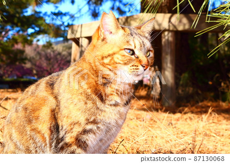 A cute Nora good cat I saw on a trip A cute Nora good cat I saw on a trip 87130068