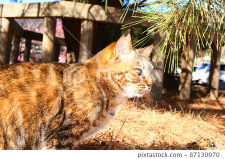 A cute Nora good cat I saw on a trip A cute Nora good cat I saw on a trip 87130070