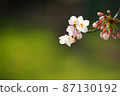 Lawn background and cherry blossoms 87130192