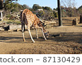 在橫濱動物園吃食物的長頸鹿 87130429