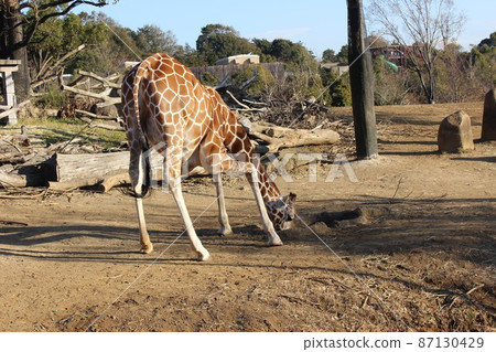 在橫濱動物園吃食物的長頸鹿 在橫濱動物園吃食物的長頸鹿 87130429
