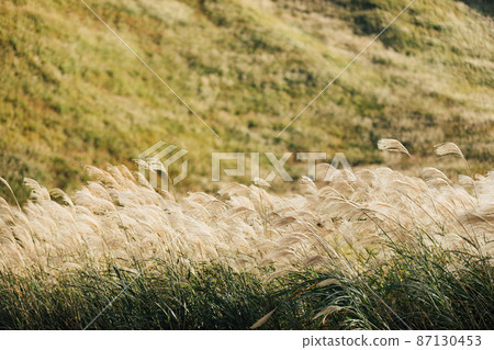 Japanese pampas grass on the Soni plateau shining in the setting sun 87130453