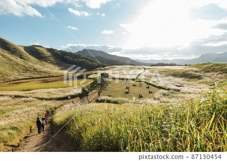 Japanese pampas grass on the Soni plateau shining in the setting sun 87130454