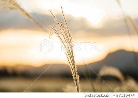 Japanese pampas grass on the Soni plateau shining in the setting sun Japanese pampas grass on the Soni plateau shining in the setting sun 87130474